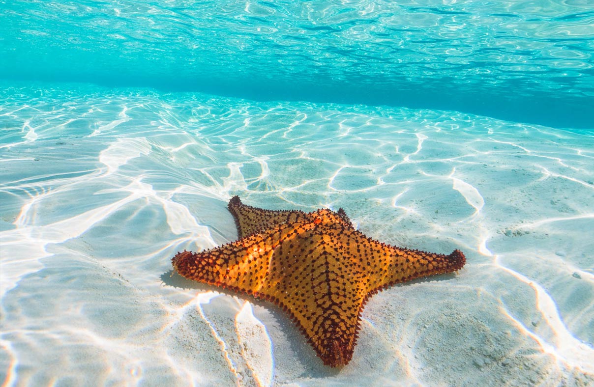 A starfish in Jack's Bay