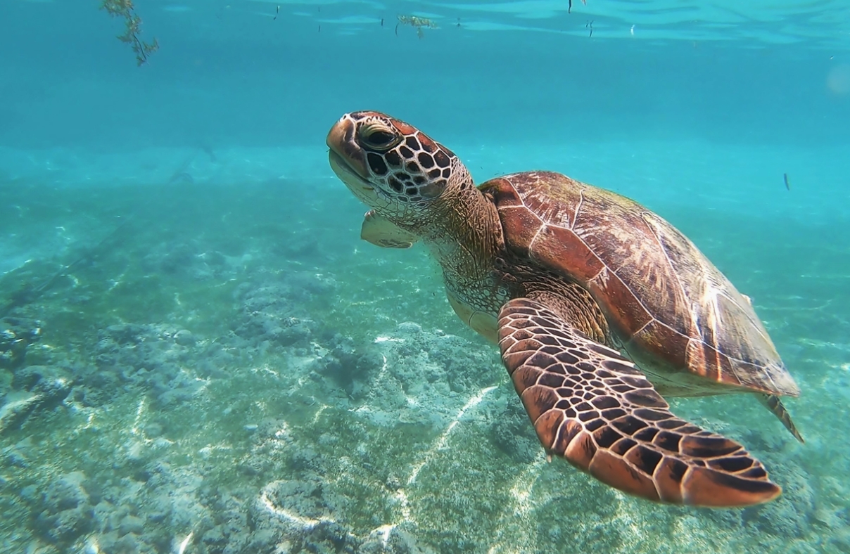 Our sea turtle observation deck brings you up close to countless turtles